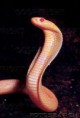 /album/animaux-albinos/cobra-albinos-jpg/